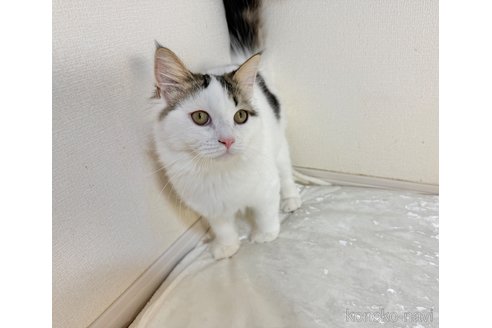 成約済の栃木県のミヌエット-90028の3枚目