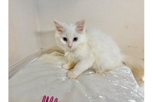 成約済の栃木県のミヌエット-99535の4枚目