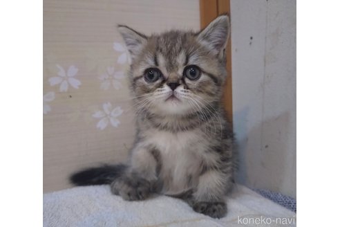 成約済の静岡県のエキゾチックショートヘア-97883の5枚目