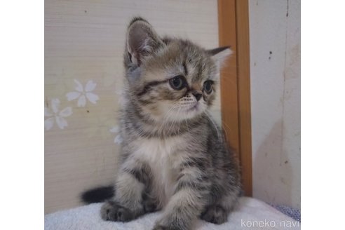 成約済の静岡県のエキゾチックショートヘア-97883の2枚目