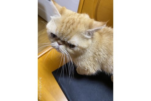 成約済の福岡県のエキゾチックショートヘア-75258の3枚目