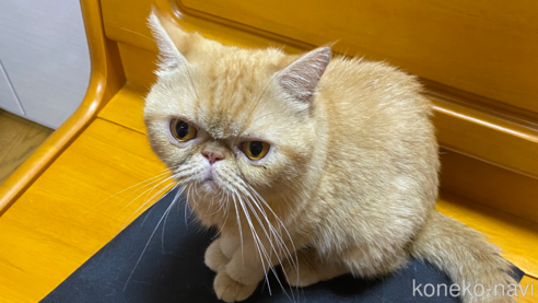 成約済の福岡県のエキゾチックショートヘア-75258