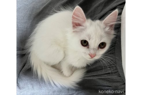 成約済の埼玉県のミックス-95248の1枚目