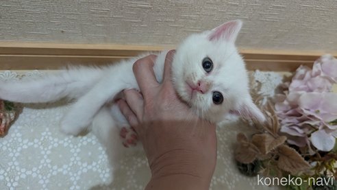 成約済の広島県のその他の猫種-97410の69枚目