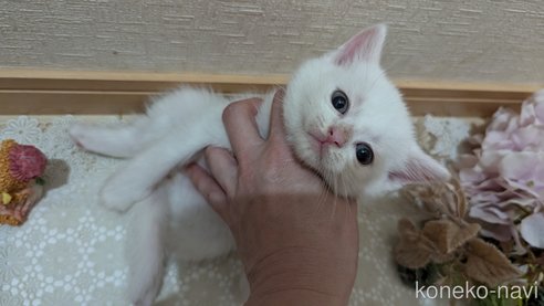 成約済の広島県のその他の猫種-97410の67枚目