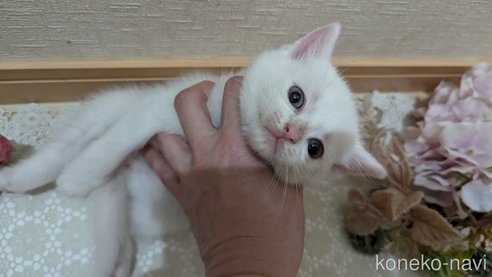 成約済の広島県のその他の猫種-97410の68枚目