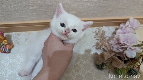 成約済の広島県のその他の猫種-97410の64枚目