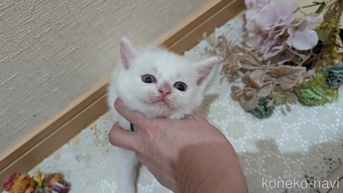 成約済の広島県のその他の猫種-97410の65枚目