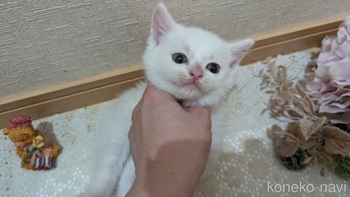 成約済の広島県のその他の猫種-97410の66枚目