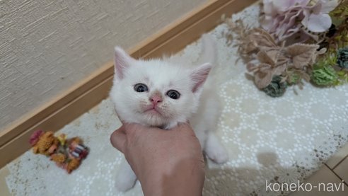 成約済の広島県のその他の猫種-97410の63枚目