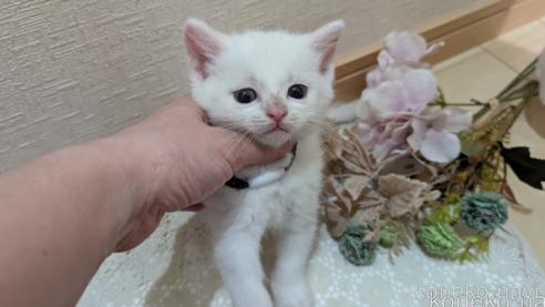 成約済の広島県のその他の猫種-97410の62枚目
