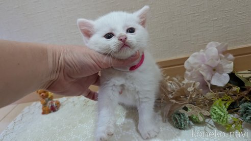 成約済の広島県のその他の猫種-97409の79枚目