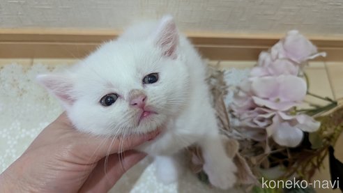 成約済の広島県のその他の猫種-97409の78枚目