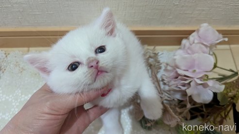 成約済の広島県のその他の猫種-97409の75枚目