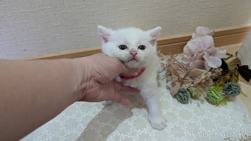 成約済の広島県のその他の猫種-97409の77枚目