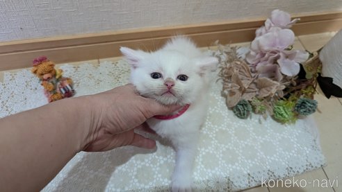成約済の広島県のその他の猫種-97409の74枚目