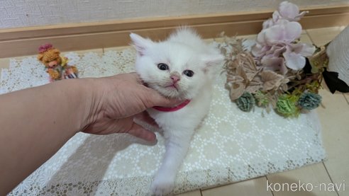 成約済の広島県のその他の猫種-97409の72枚目