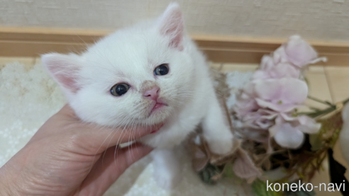 成約済の広島県のその他の猫種-97409の71枚目