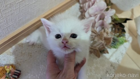 成約済の広島県のその他の猫種-97411の137枚目