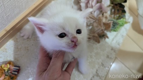 成約済の広島県のその他の猫種-97411の138枚目