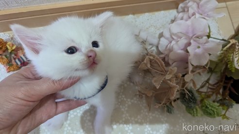 成約済の広島県のその他の猫種-97411の136枚目