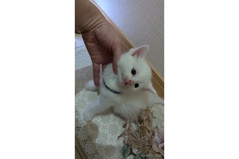 成約済の広島県のその他の猫種-97411の135枚目