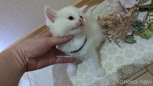 成約済の広島県のその他の猫種-97411の133枚目