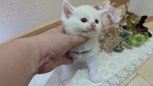 成約済の広島県のその他の猫種-97411の134枚目