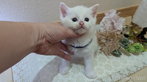 成約済の広島県のその他の猫種-97411の131枚目