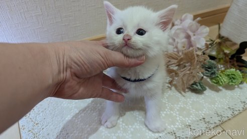 成約済の広島県のその他の猫種-97411の132枚目