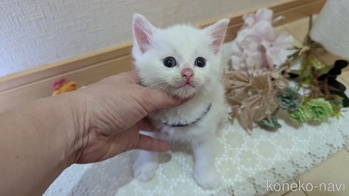 成約済の広島県のその他の猫種-97411の129枚目