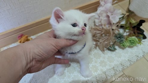 成約済の広島県のその他の猫種-97411の128枚目