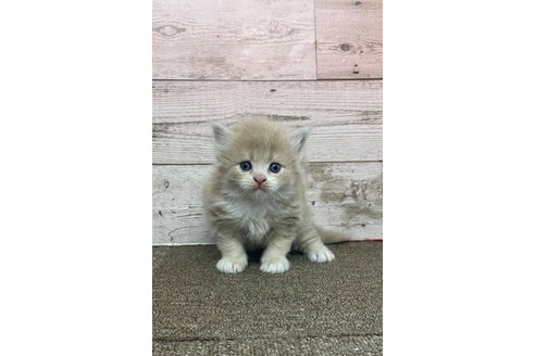 成約済の兵庫県のマンチカン-99544の1枚目