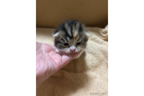 販売中の千葉県のマンチカン(短足)-99539の20枚目