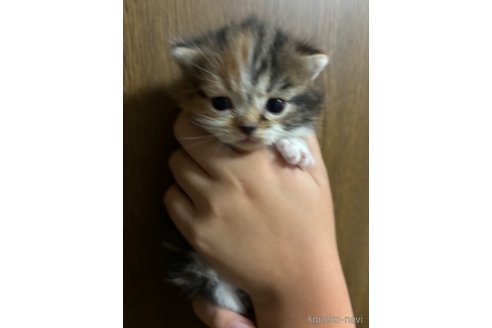 販売中の千葉県のマンチカン(短足)-99539の27枚目