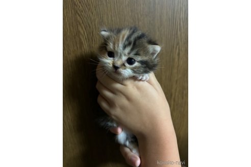 販売中の千葉県のマンチカン(短足)-99539の26枚目