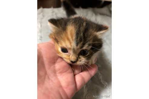 販売中の千葉県のマンチカン(短足)-99539の24枚目