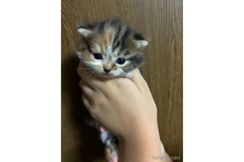 販売中の千葉県のマンチカン(短足)-99539の23枚目