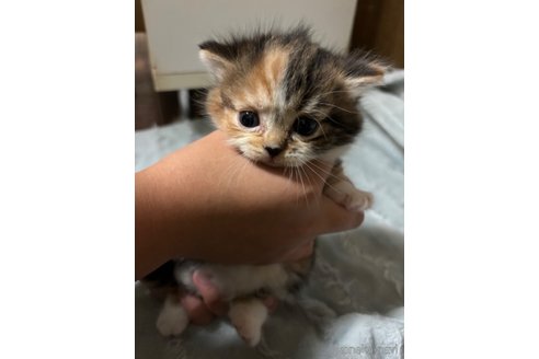 販売中の千葉県のマンチカン(短足)-99539の21枚目