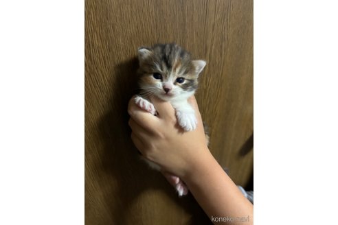 成約済の千葉県のマンチカン-99545の17枚目