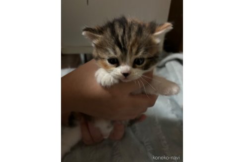 成約済の千葉県のマンチカン-99545の16枚目
