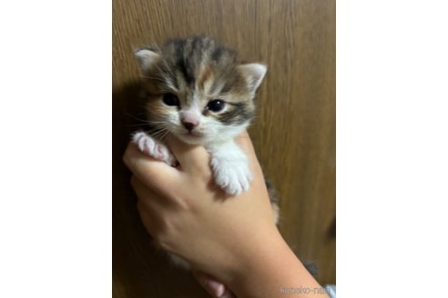 成約済の千葉県のマンチカン-99545の14枚目