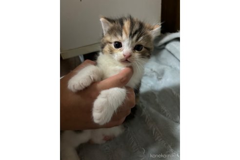 成約済の千葉県のマンチカン-99546の10枚目