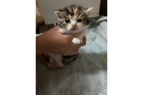 成約済の千葉県のマンチカン(短足)-99548の16枚目