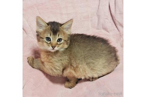 成約済の茨城県のソマリ-98860の4枚目
