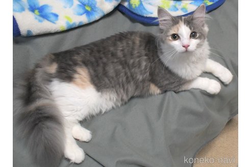 成約済の茨城県のノルウェージャンフォレストキャット-99569の2枚目