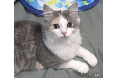 成約済の茨城県のノルウェージャンフォレストキャット-99569の1枚目