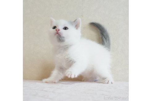 成約済ののブリティッシュショートヘア-98464