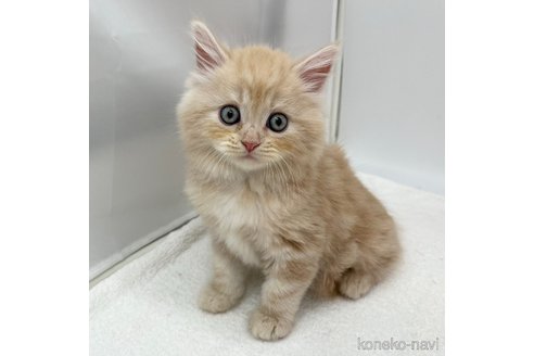 成約済の愛知県のラガマフィン-99573の1枚目