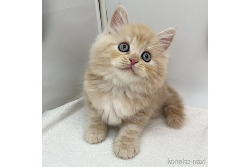 成約済の愛知県のラガマフィン-99573の5枚目